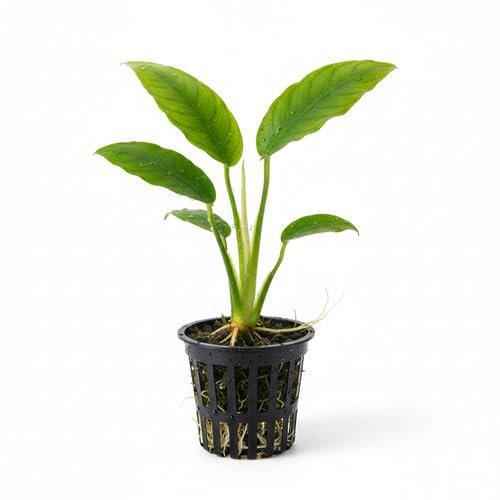 Large Anubias in Pot – Live Aquarium Plant | Hardy, Low Light, Easy Care, Freshwater