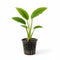 Large Anubias in Pot – Live Aquarium Plant | Hardy, Low Light, Easy Care, Freshwater