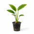 Large Anubias in Pot – Live Aquarium Plant | Hardy, Low Light, Easy Care, Freshwater