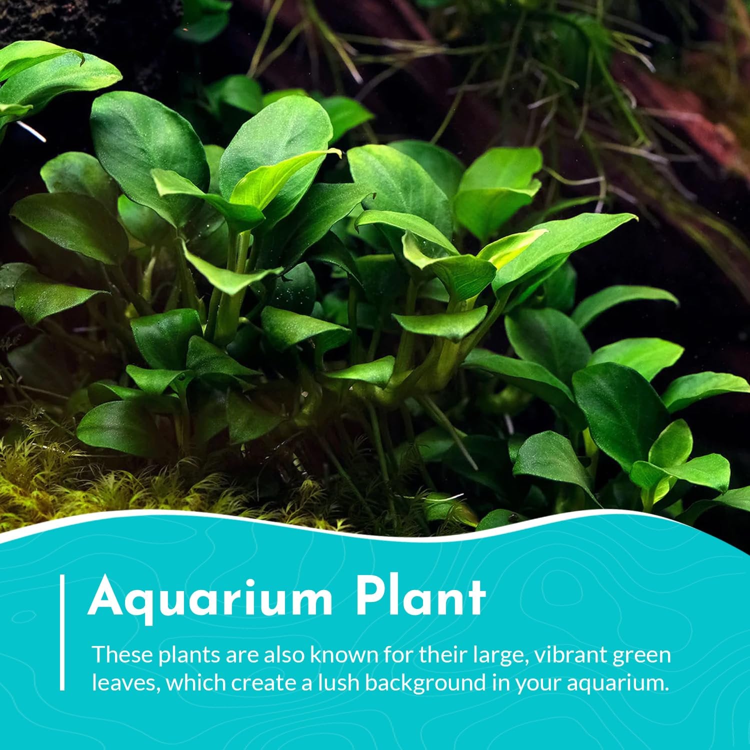 Anubias Congensis – Live Freshwater Aquarium Plant - Image 6 of 6