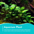 Anubias Congensis – Live Freshwater Aquarium Plant - Image 6 of 6