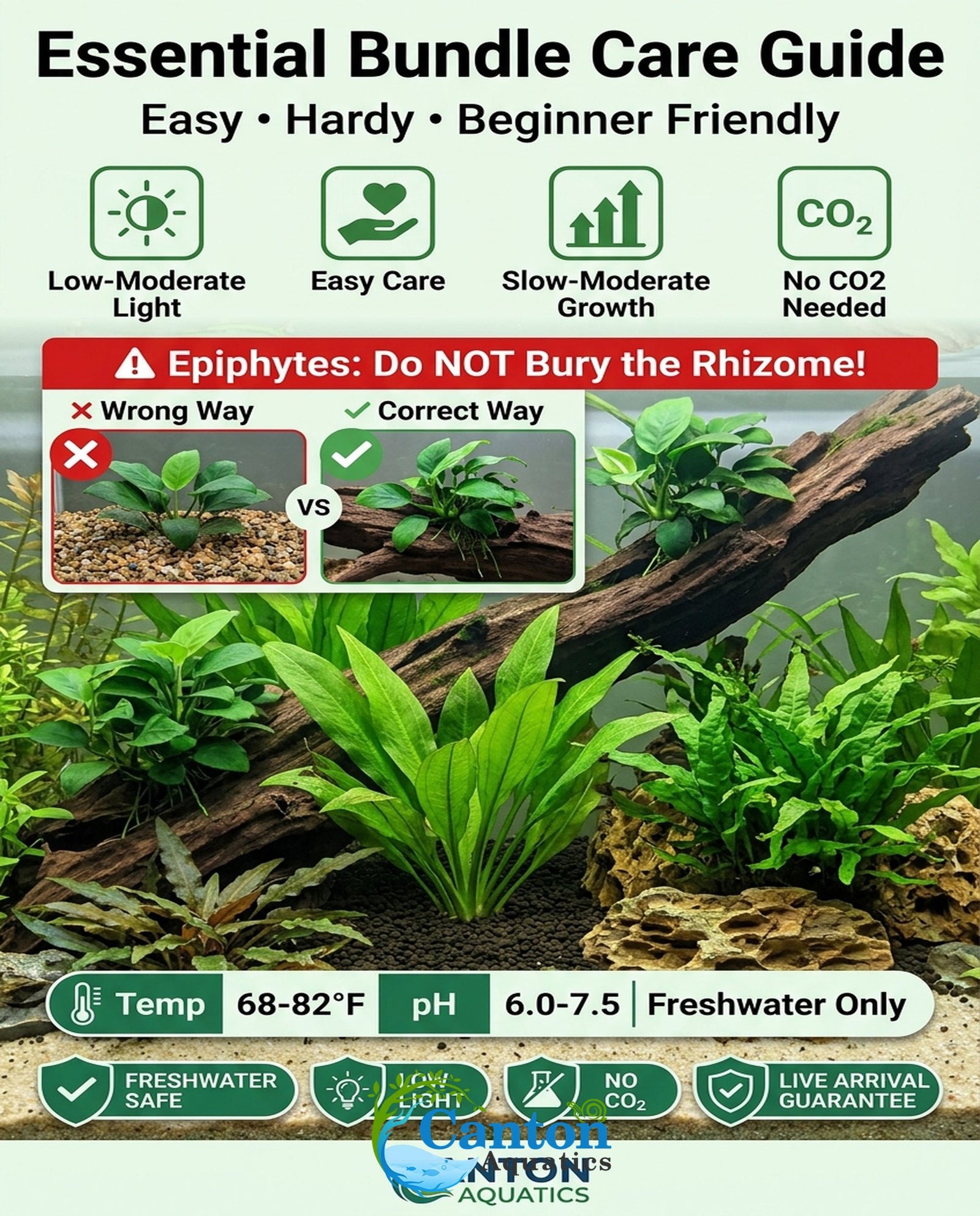 Live Aquarium Plants Essential Bundle