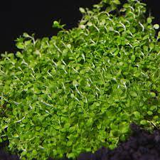 Dwarf Baby Tears Micranthemum Umbrosom