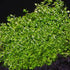 Dwarf Baby Tears Micranthemum Umbrosom