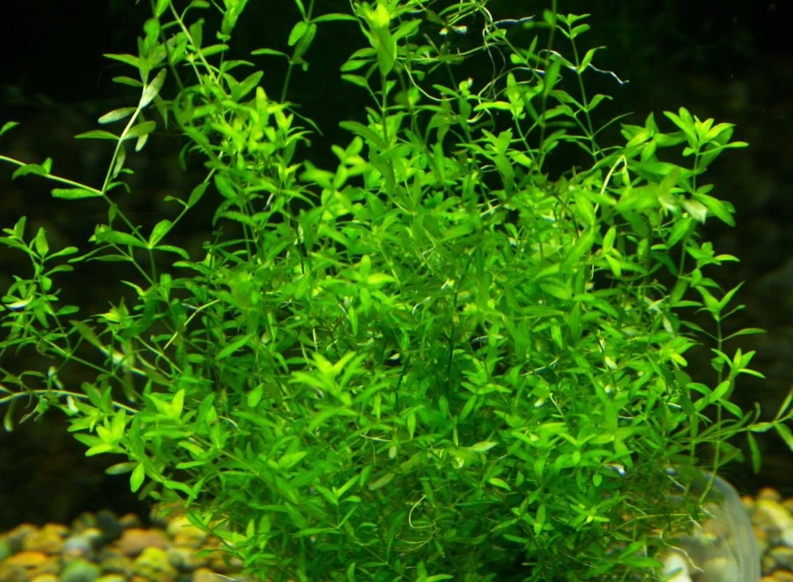 Pearl Weed (Hemianthus Micranthemoides) – Live Aquarium Plant