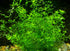 Pearl Weed (Hemianthus Micranthemoides) – Live Aquarium Plant