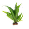 Java Fern Microsorum Pteropus – Live Freshwater Aquarium Plant (Bare Root)