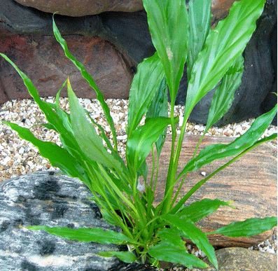 Brazilian Sword “Peace Lily” (Spathiphyllum sp)