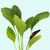 Rose Sparkle Sword (Echinodorus sp. “Rose Sparkle”) – Live Aquarium Plant