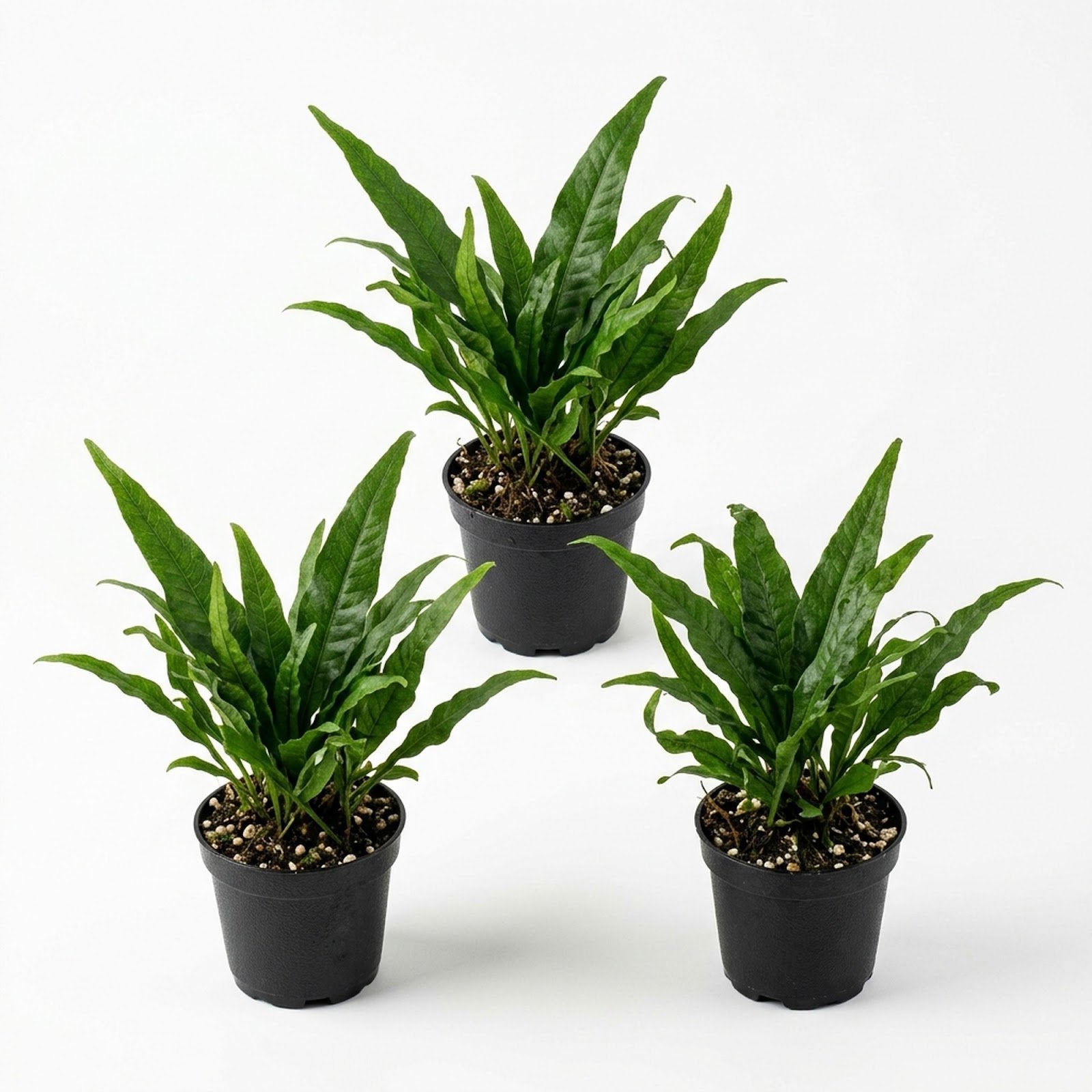 Java Fern (Microsorum pteropus) – Easy Live Freshwater Aquarium Plant