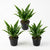 Java Fern (Microsorum pteropus) – Easy Live Freshwater Aquarium Plant