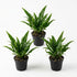 Java Fern (Microsorum pteropus) – Easy Live Freshwater Aquarium Plant