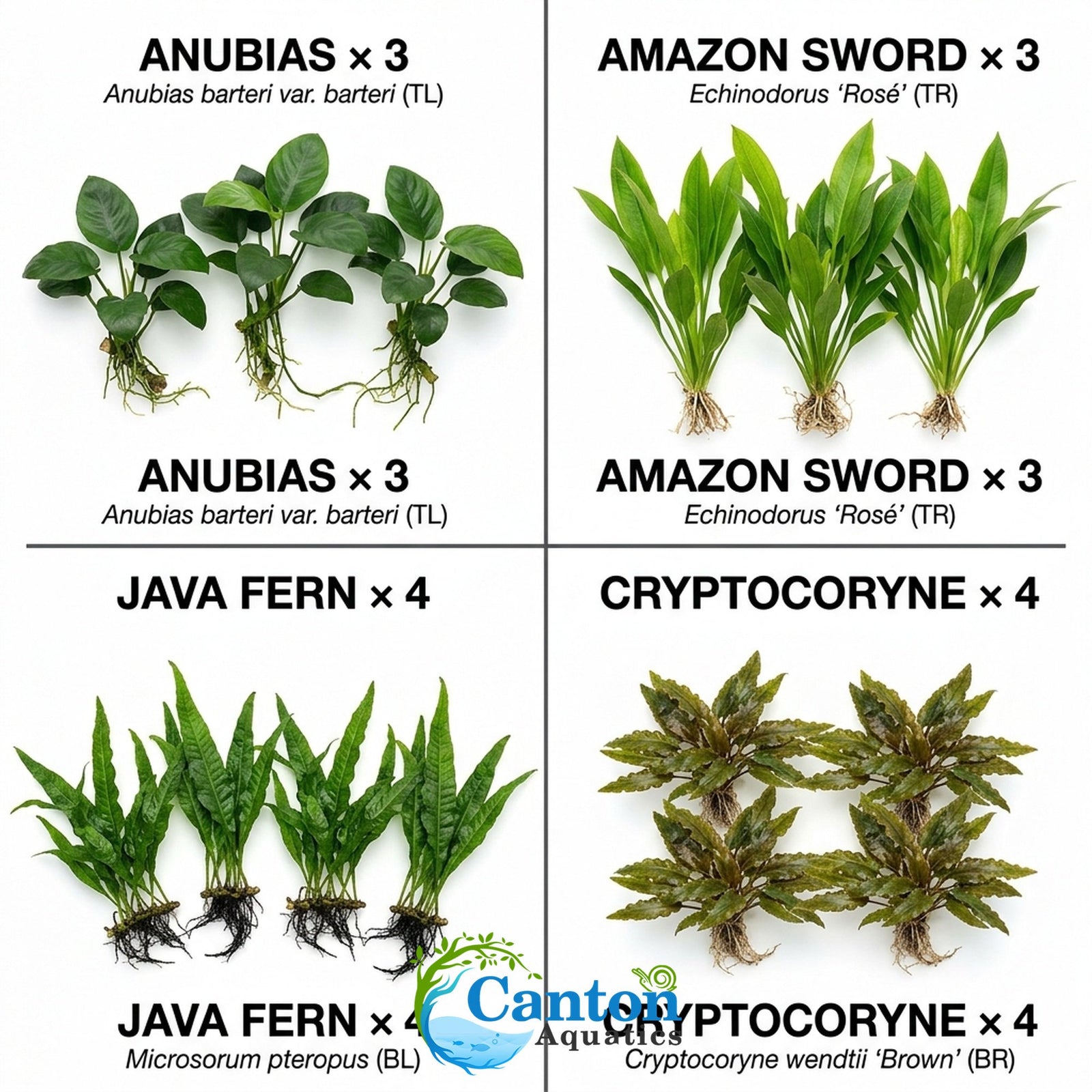 Live Aquarium Plants Essential Bundle
