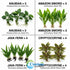 Live Aquarium Plants Essential Bundle