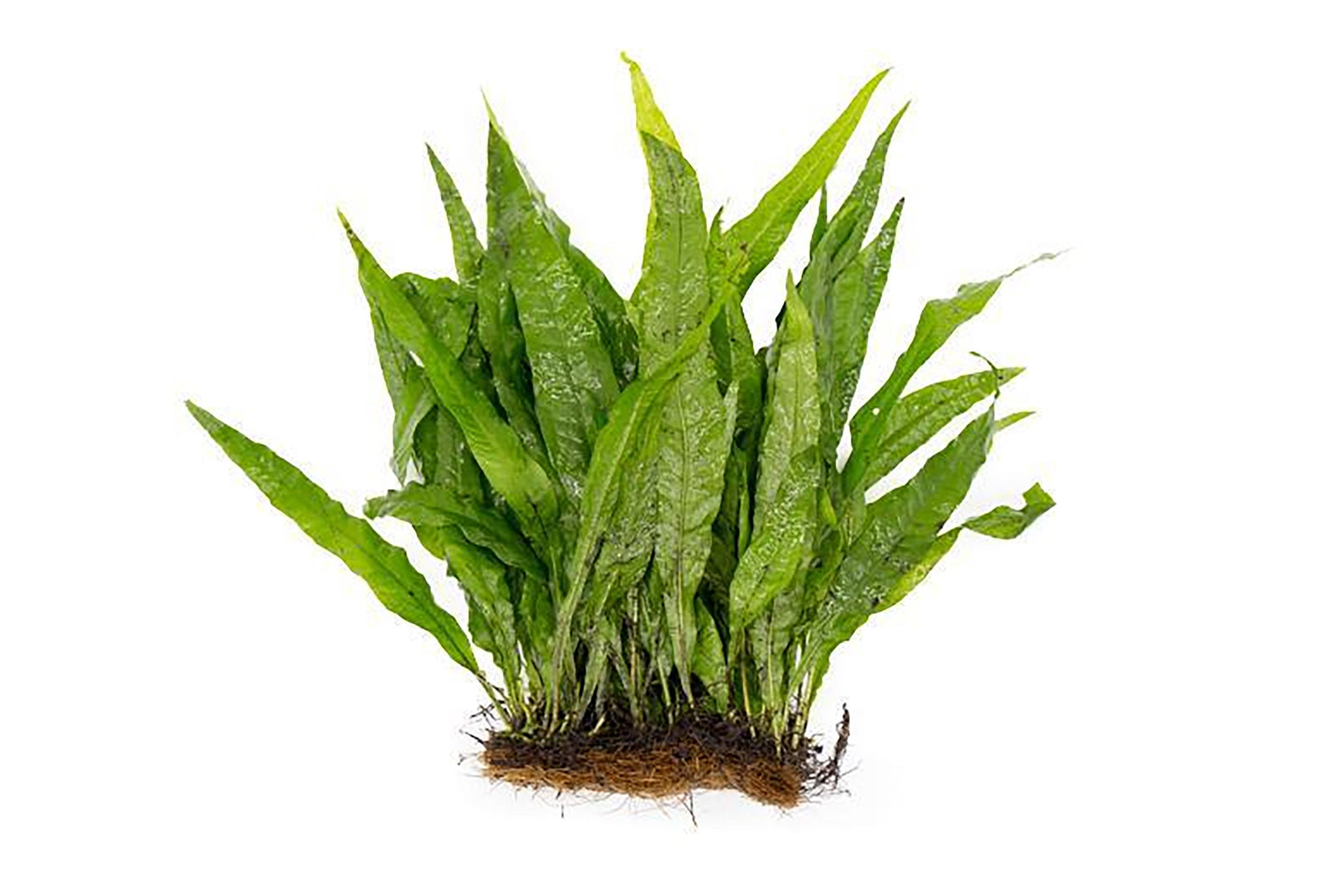 Java Fern (Microsorum Pteropus) on Mat