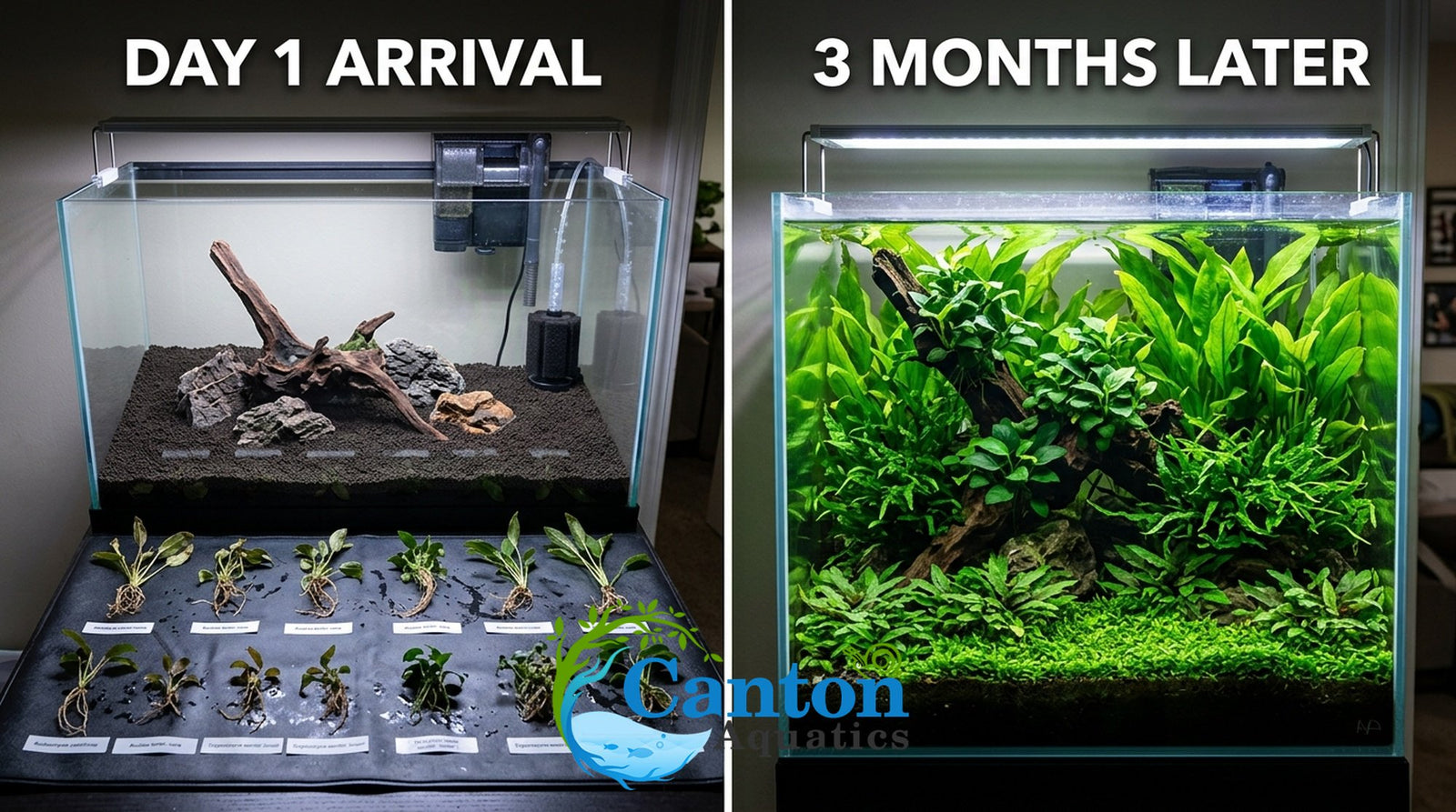 Live Aquarium Plants Essential Bundle