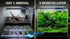 Live Aquarium Plants Essential Bundle