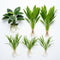 Aquarium Plant Bundle: 1 Anubias, 2 Amazon & 3 Dwarf Sag