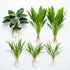 Aquarium Plant Bundle: 1 Anubias, 2 Amazon & 3 Dwarf Sag