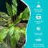 Cryptocoryne Wendtii ‘Red’ – Bare Root Live Aquarium Plant