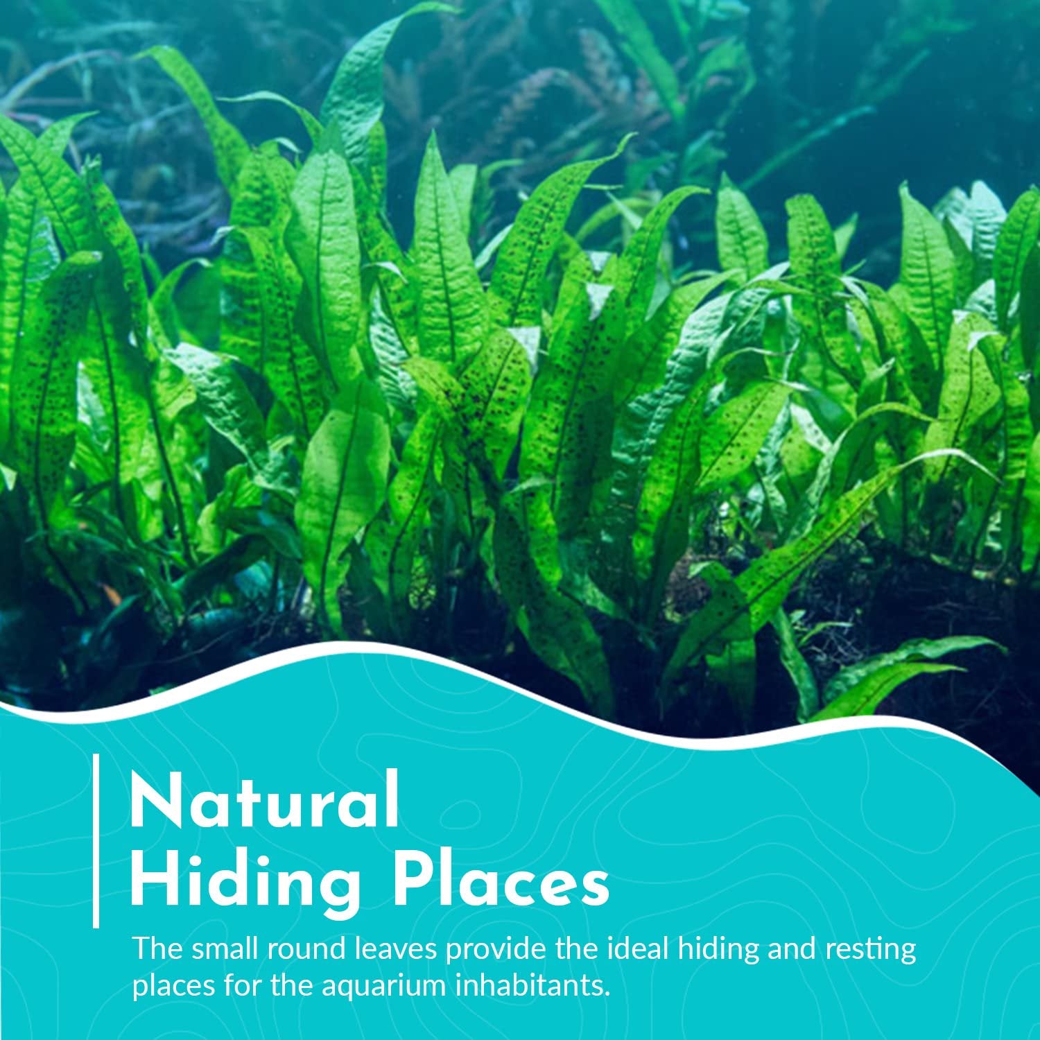 Java Fern Mat (Microsorum Pteropus) on Mat