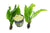 Java Fern (Microsorum pteropus) – Easy Live Freshwater Aquarium Plant