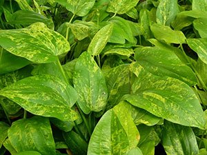 Marble Queen Sword (Echinodorus cordifolius) – Live Aquarium Plant
