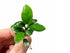 Anubias Nana Petite – Live Aquarium Plant (Potted, Buy 2 Get 1 Free) - Image 3 of 5