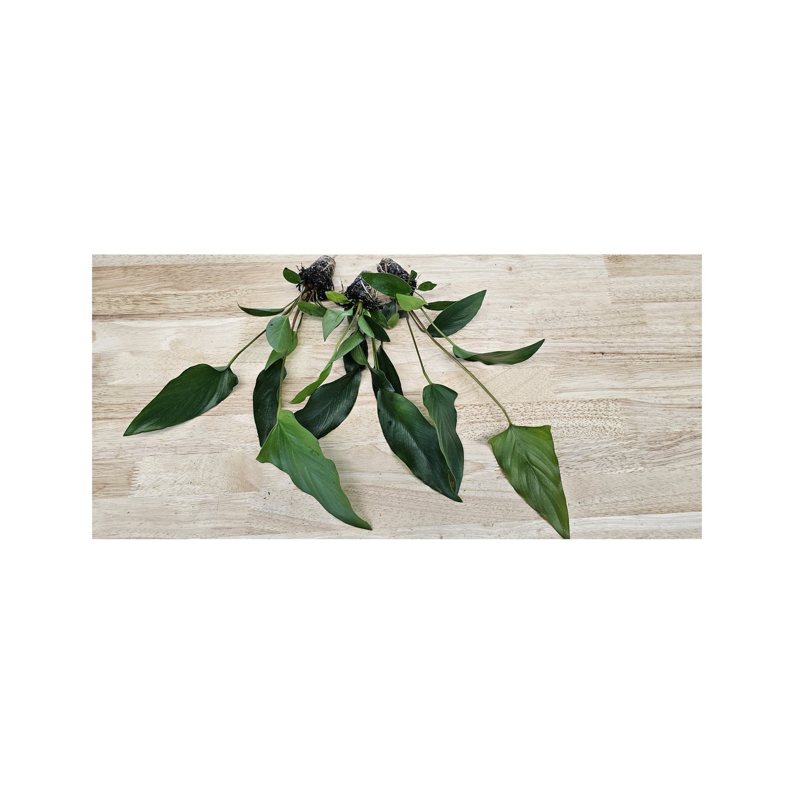 Cichlid-Friendly Live Plant Pack – Large Hardy Aquarium Plants (3 Pack)