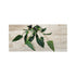 Cichlid-Friendly Live Plant Pack – Large Hardy Aquarium Plants (3 Pack)