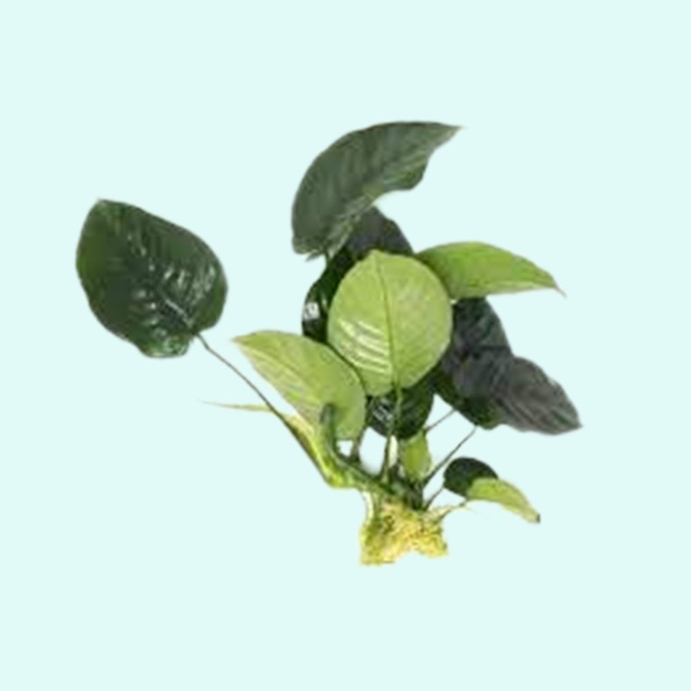 Anubias Barteri - Image 75 of 80