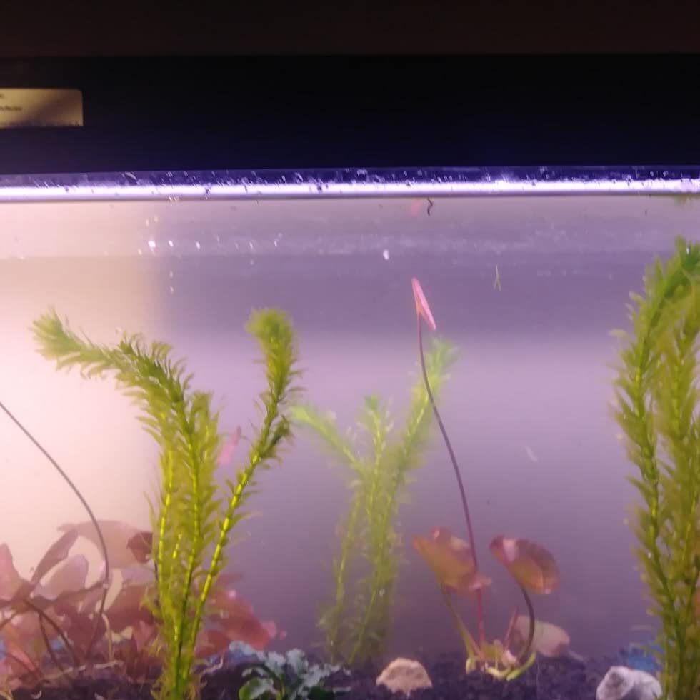 Anacharis Egeria Densa Bunch Live Aquarium Plants - Image 11 of 27