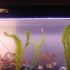 Anacharis Egeria Densa Bunch Live Aquarium Plants - Image 11 of 27
