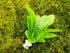 Echinodorus Rosette Sword – Live Aquarium Plant (Buy 2 Get 1 Free)