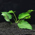 Anubias Barteri - Image 17 of 80