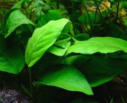 Anubias Barteri - Image 40 of 80