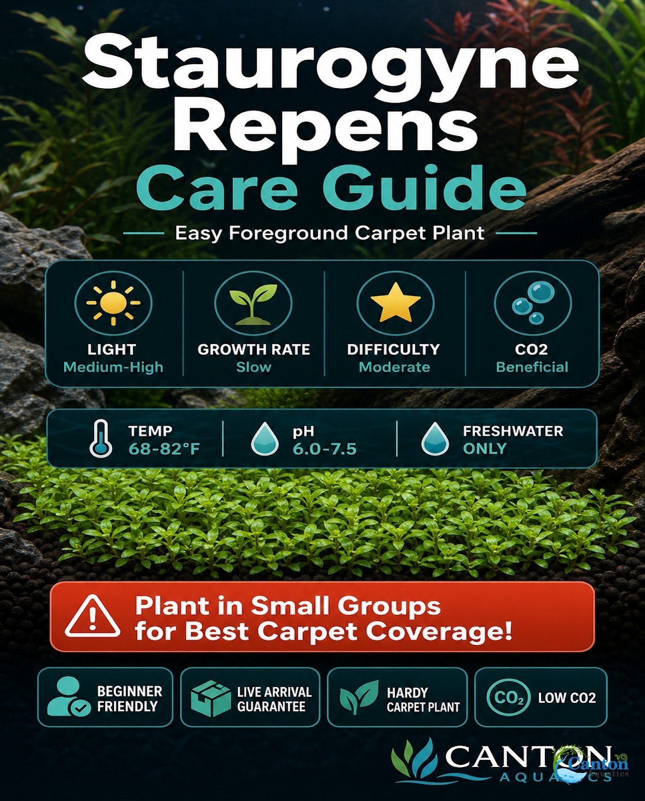 CANTON AQUATICS Staurogyne S Repens Plants - Long Lasting & Easy to Care - Promote High Water Quality and Fast - Growing Live Freshwater Carpet Plant for Aquascaping - 5X Clumps Plants