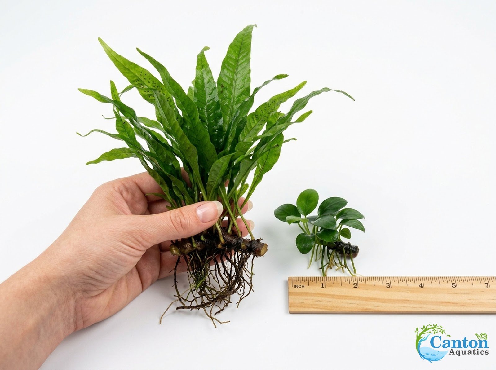 Java Fern & Anubias Nana (Microsorum Pteropus, Anubias Barteri) Size: 2 Pack