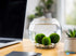 Marimo Moss Ball (Aegagropila Linnaei)