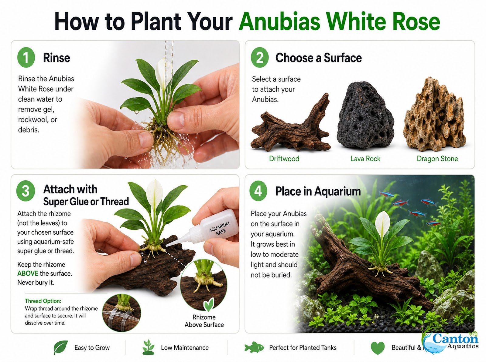 Anubias White Rose – Live Freshwater Aquarium Plant