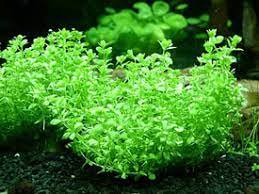 Pearl Weed (Hemianthus Micranthemoides) – Live Aquarium Plant