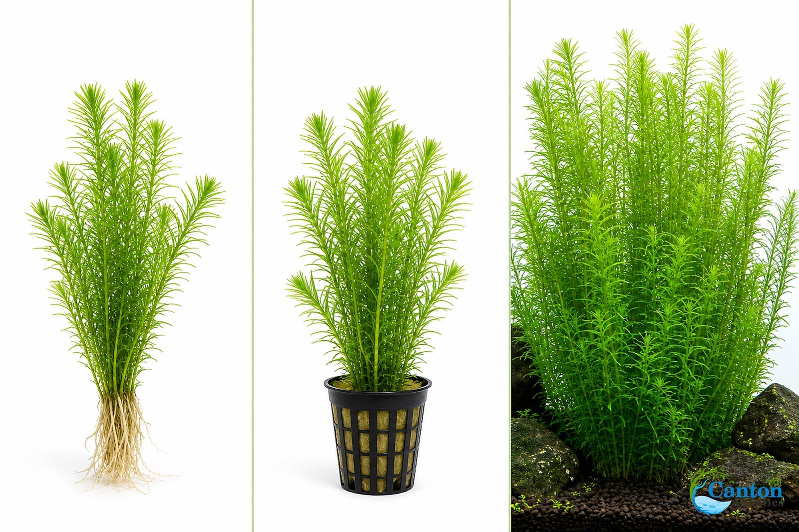 Limnophila Hippuridoides – Live Freshwater Aquarium Plant