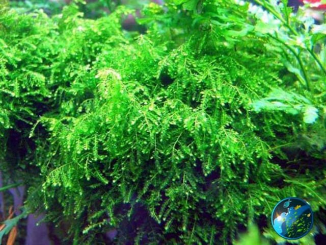Weeping Moss (Vesicularia ferriei) – Live Freshwater Aquarium Plant