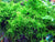 Weeping Moss (Vesicularia ferriei) – Live Freshwater Aquarium Plant