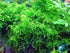 Weeping Moss (Vesicularia ferriei) – Live Freshwater Aquarium Plant