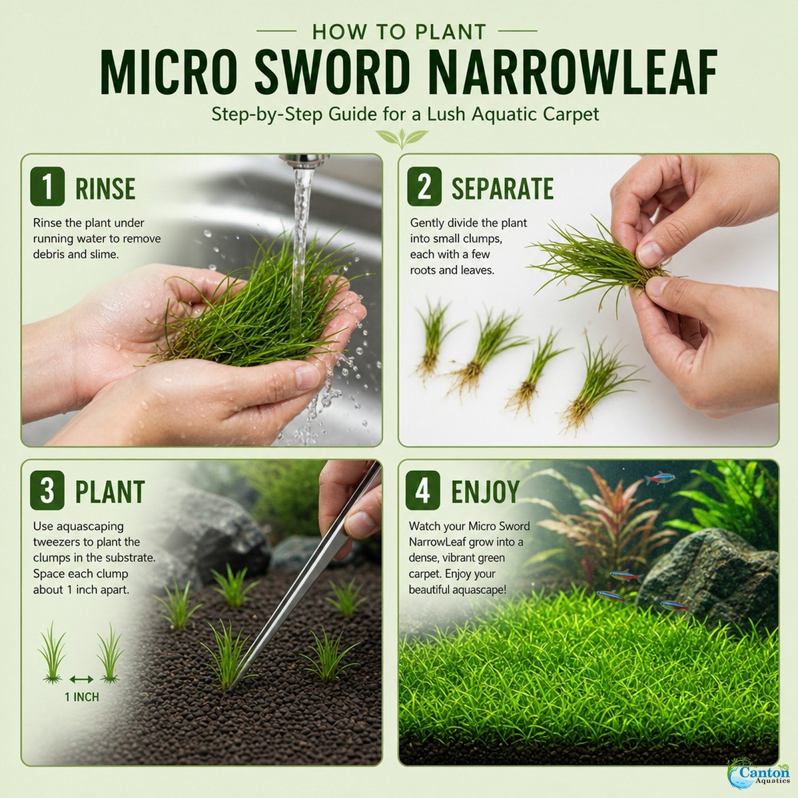 Micro Sword NarrowLeaf (Lilaeopsis Zelandiae)