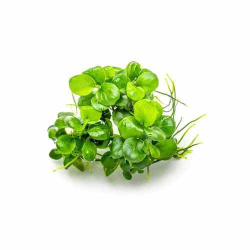 Anubias Barteri Mini Coin – Live Aquarium & Terrarium Plant - Live Aquarium Plant