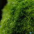 Marimo Moss Ball (Aegagropila Linnaei)