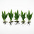 Java Fern (Microsorum pteropus) – Easy Live Freshwater Aquarium Plant