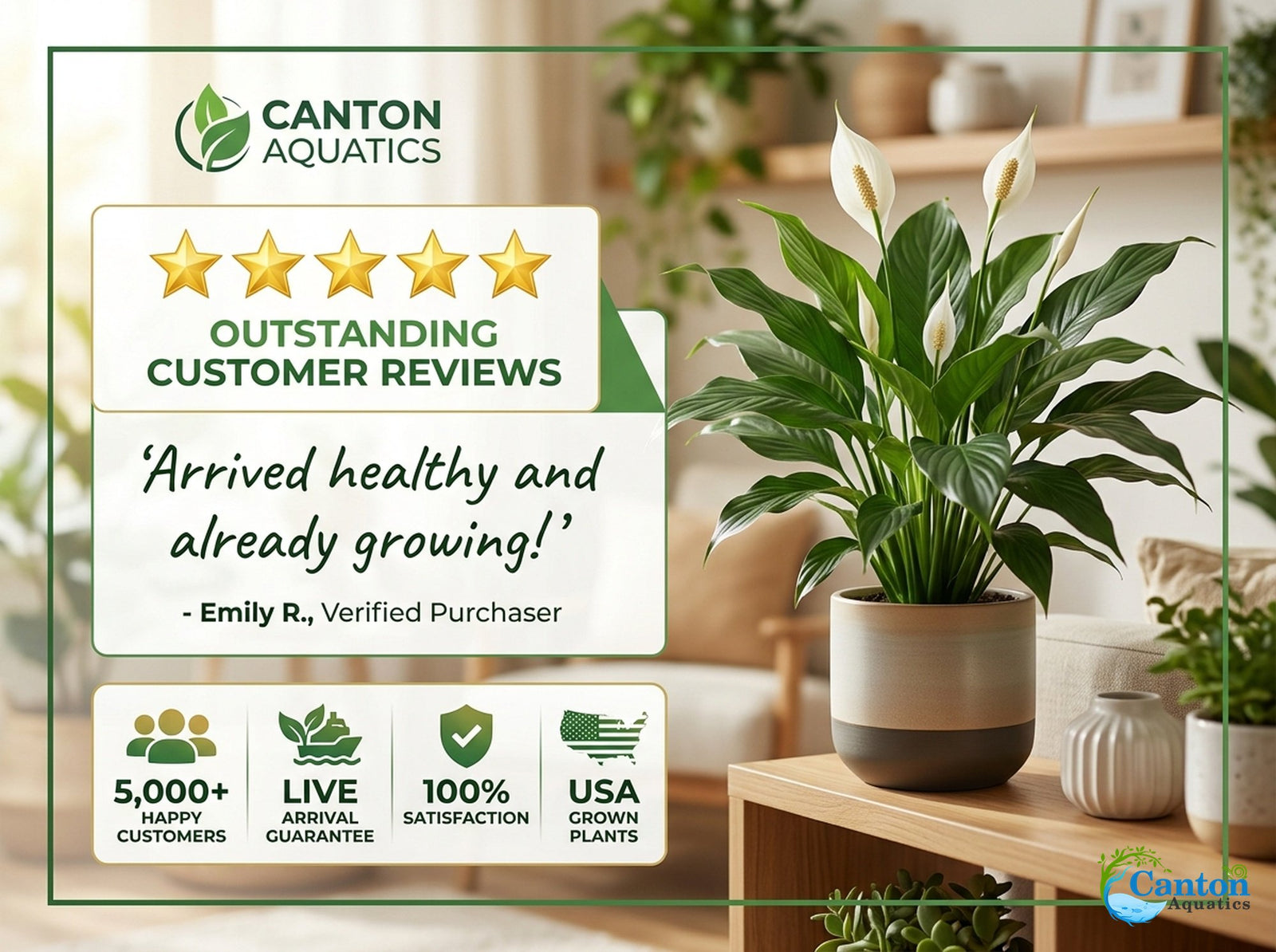 Spathiphyllum (Peace Lily) Rooted Starter Plant 3 Pack